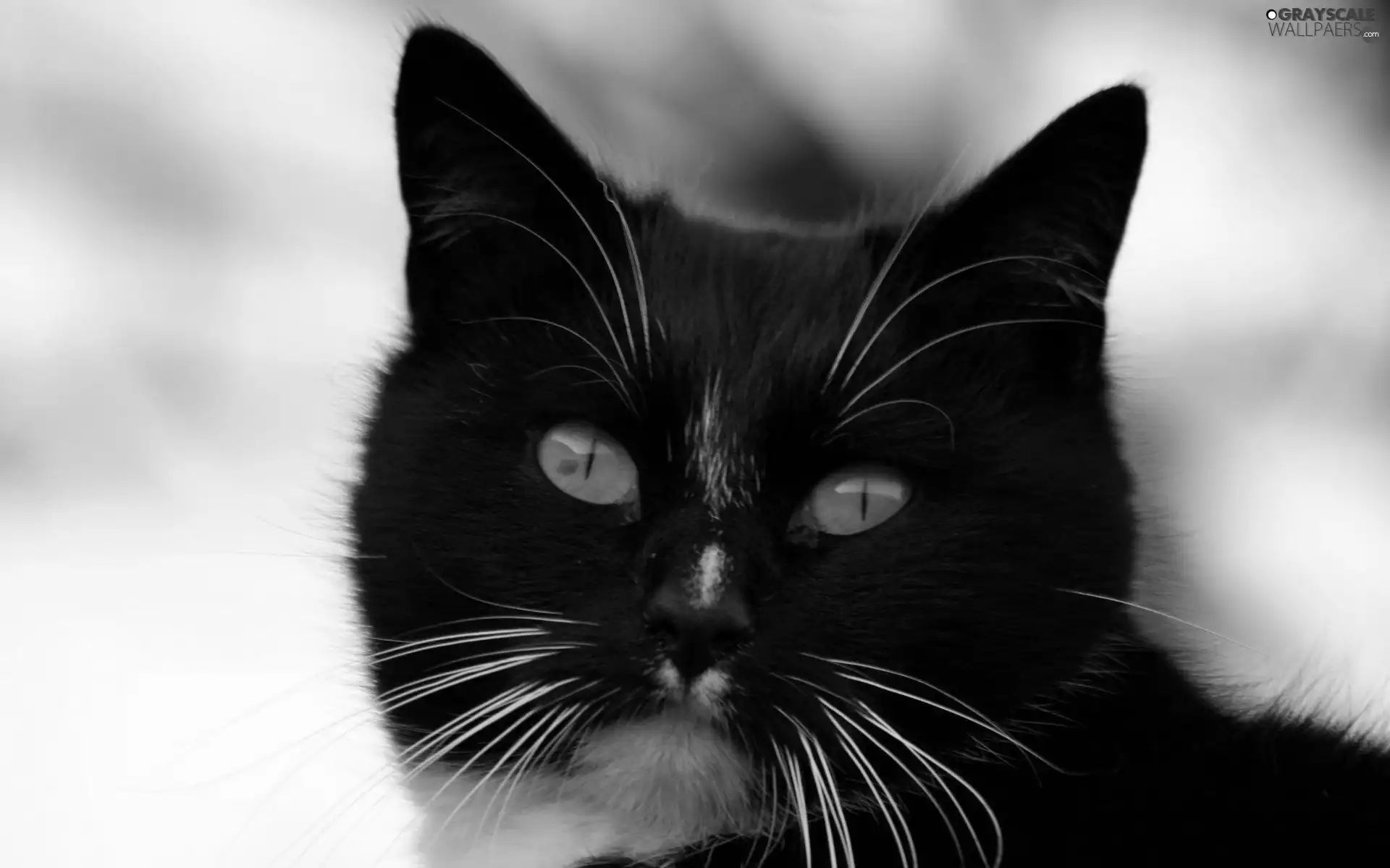 Black, cat