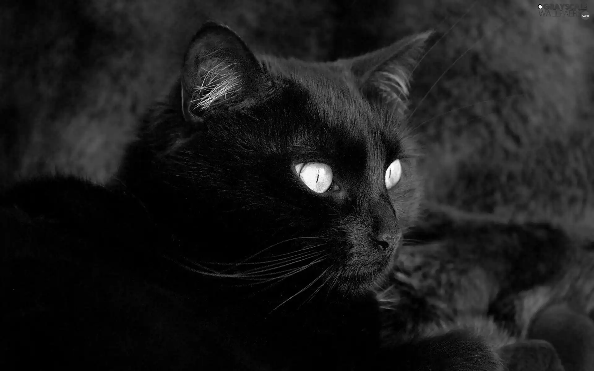 Black, cat