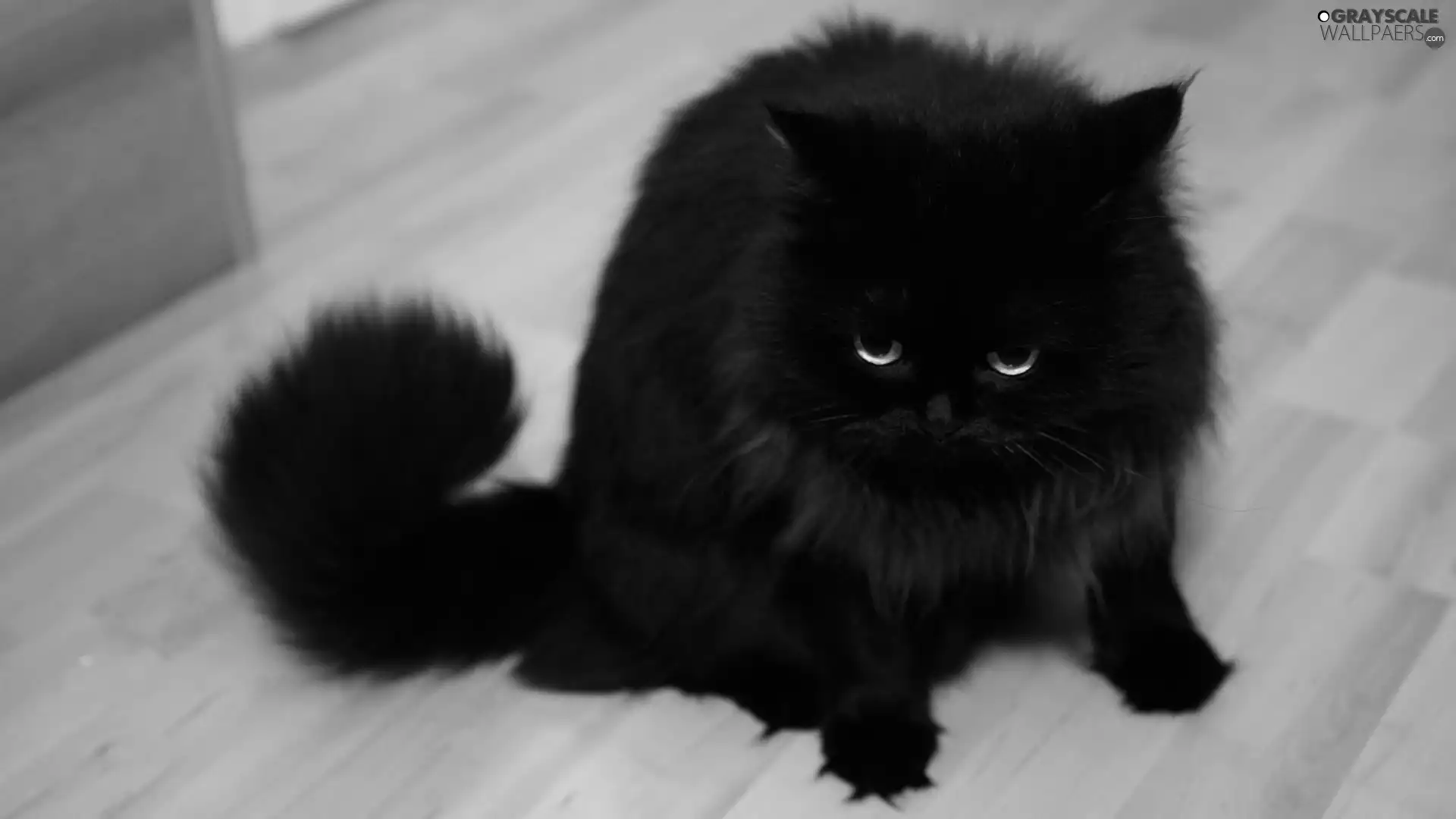 Black, cat