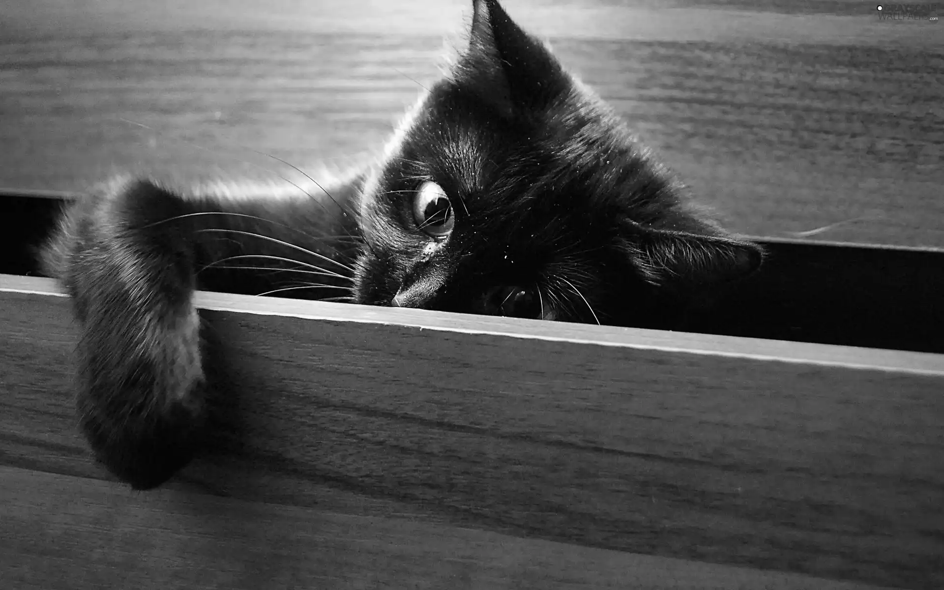 cat, small, Black
