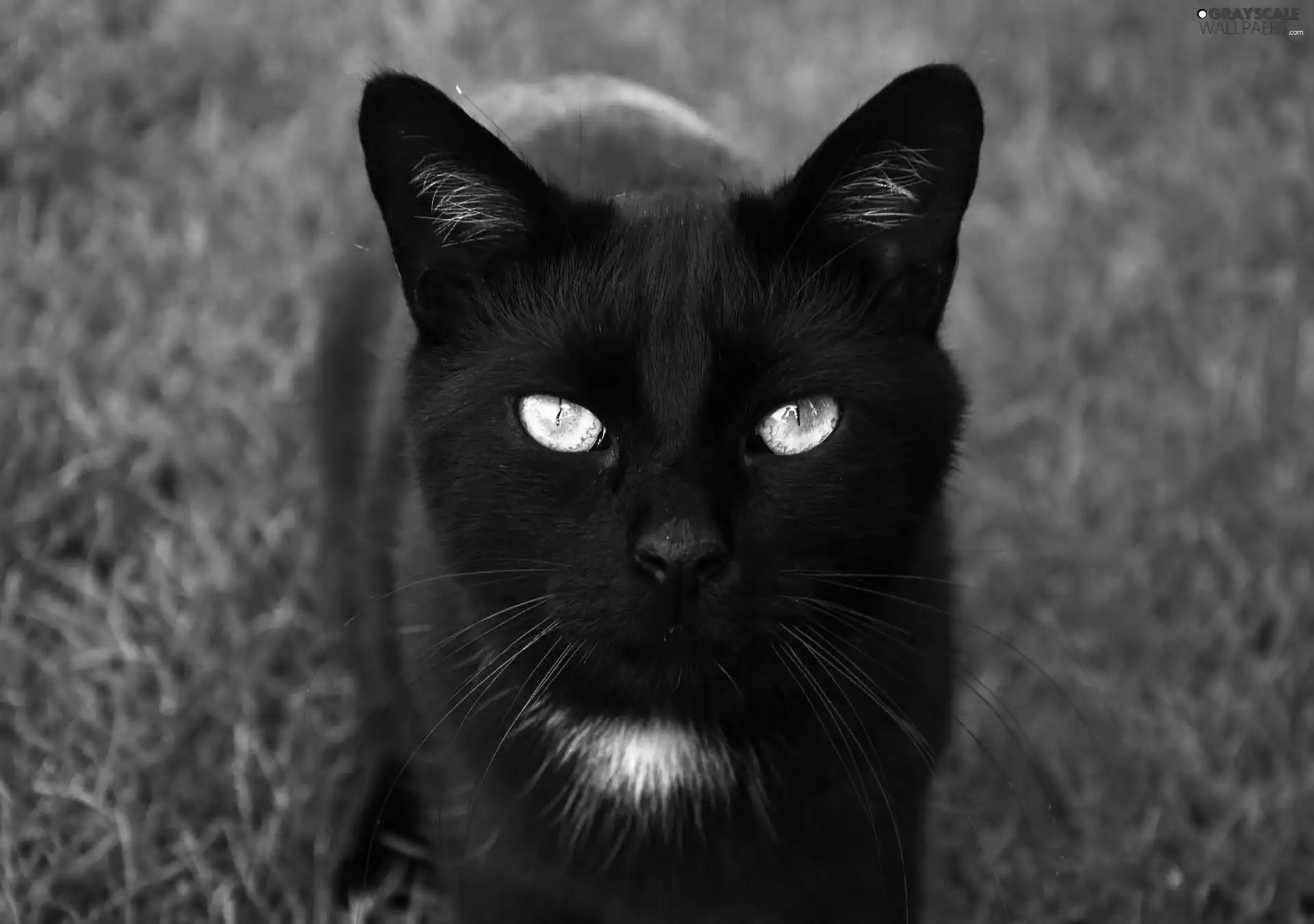 Black, cat