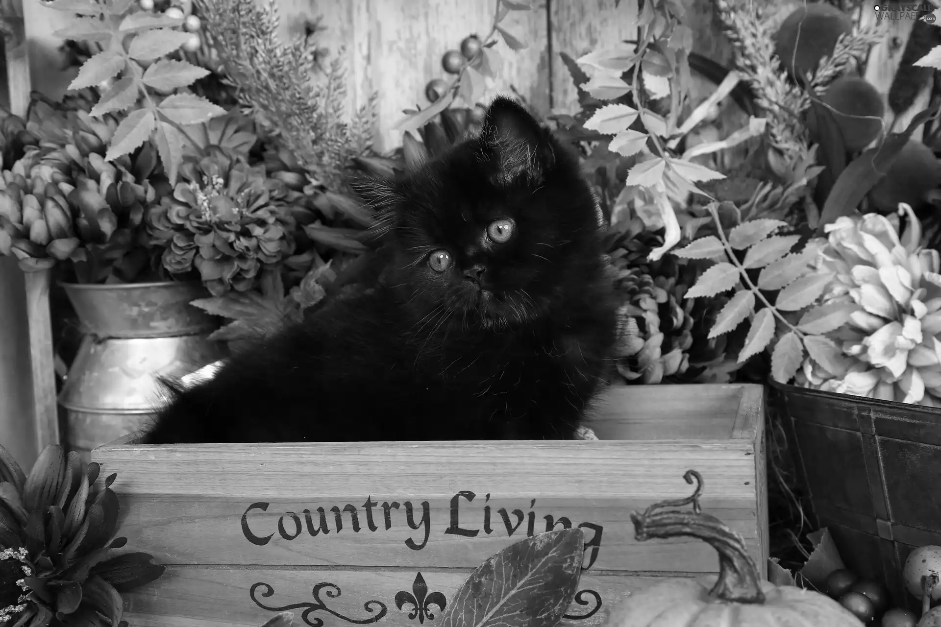 cat, box, Black, kitten, small