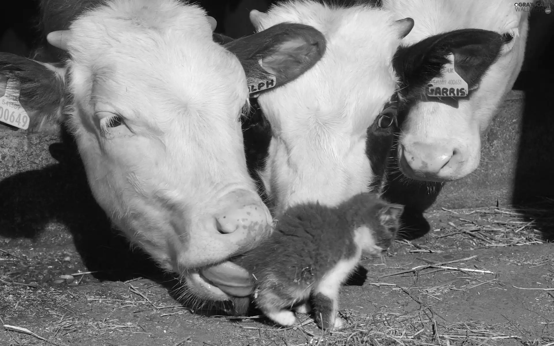 Cows, cat