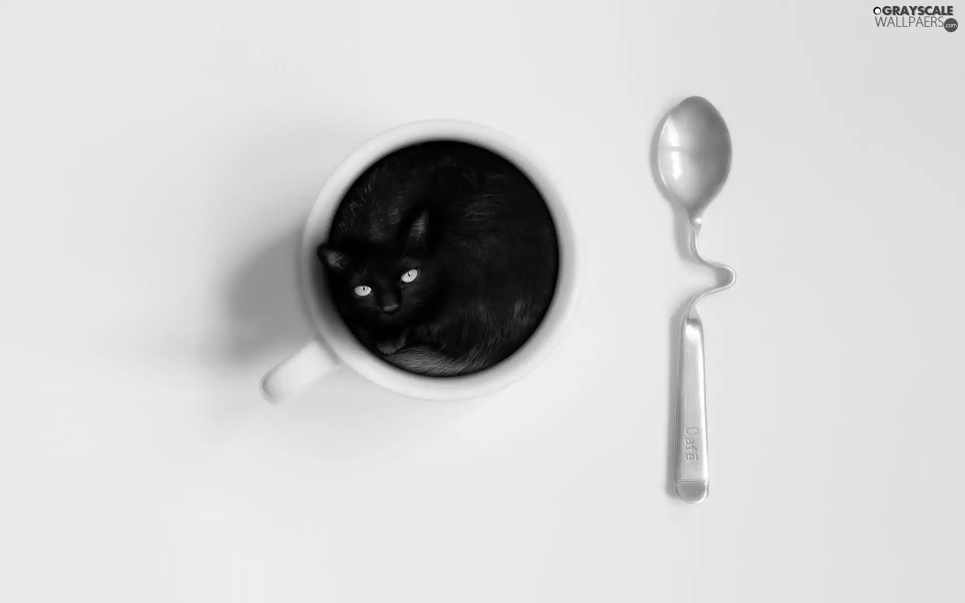 cup, Black, cat, teaspoon