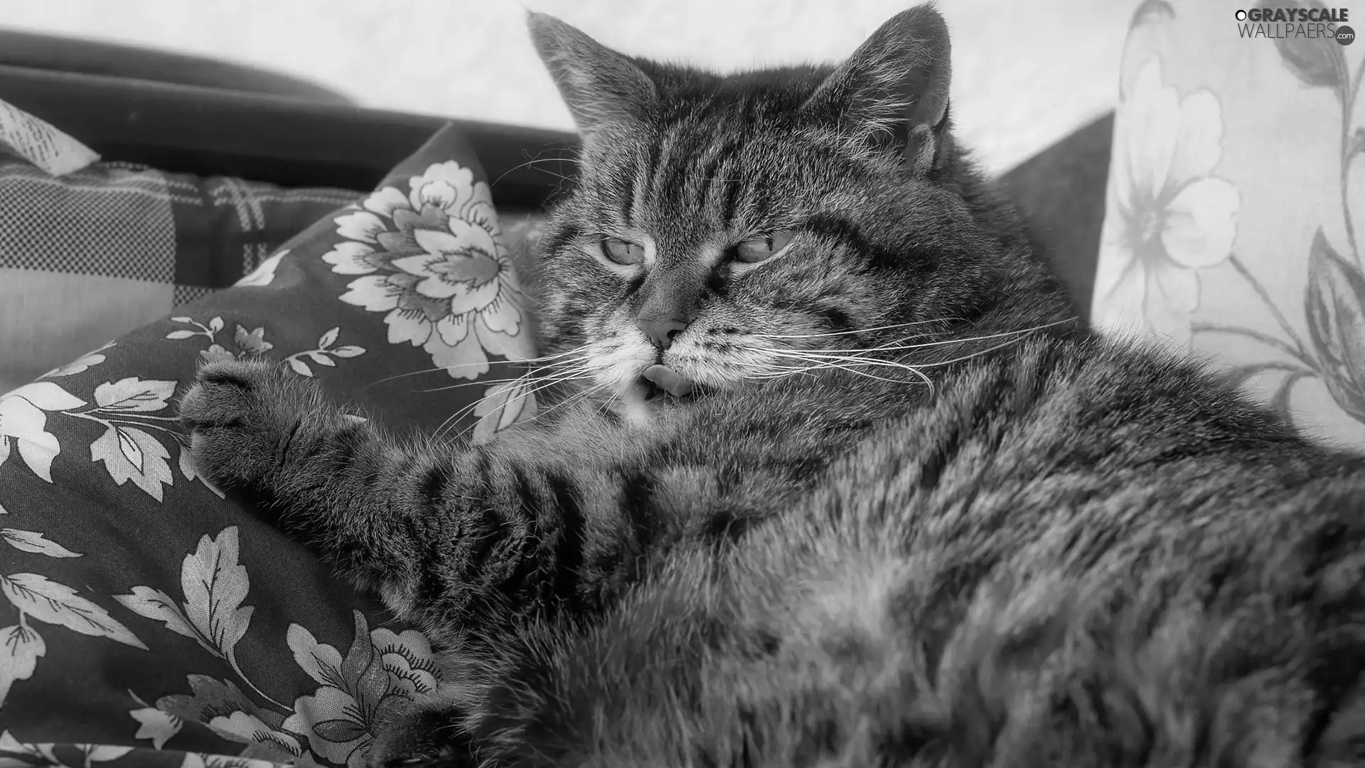 Pillow, White Bed, cat, Tounge, dun