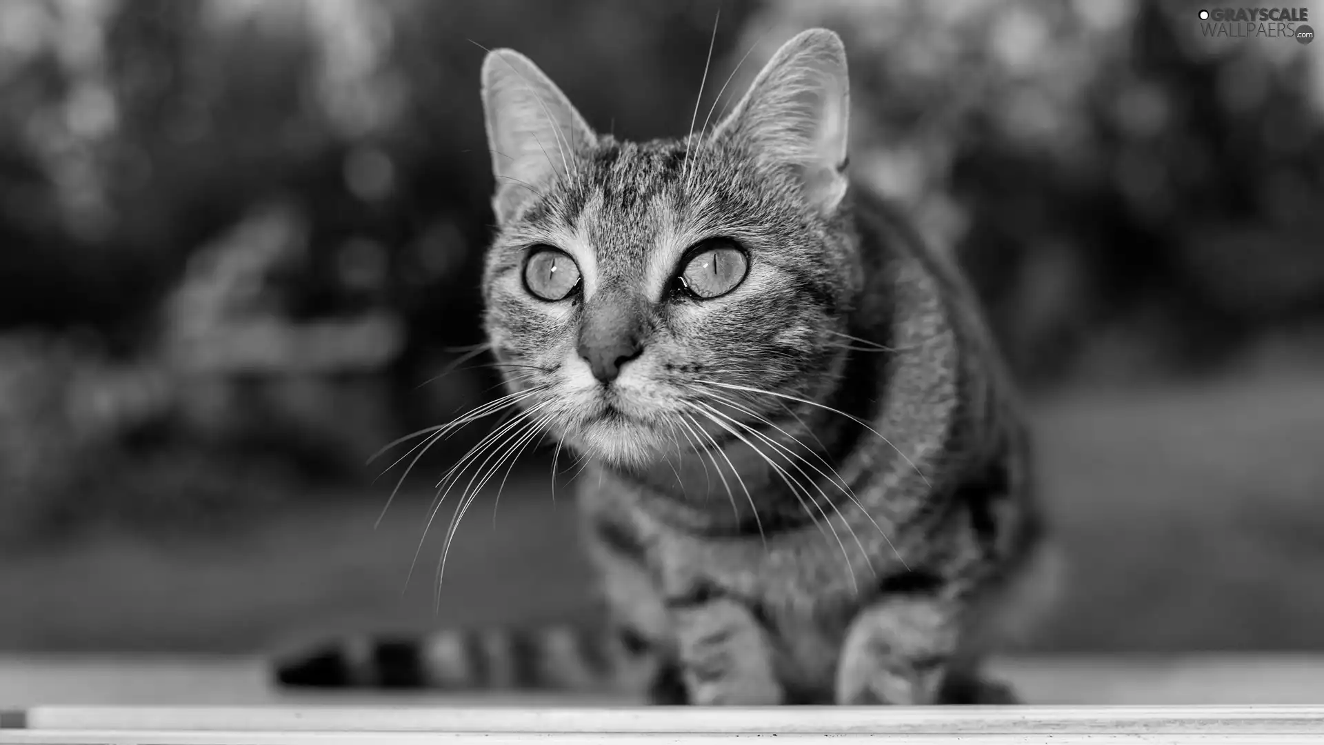 dun, Yellow, Eyes, cat