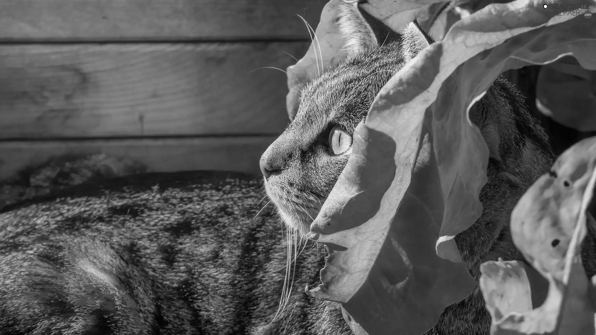 dun, Leaf, rapprochement, cat