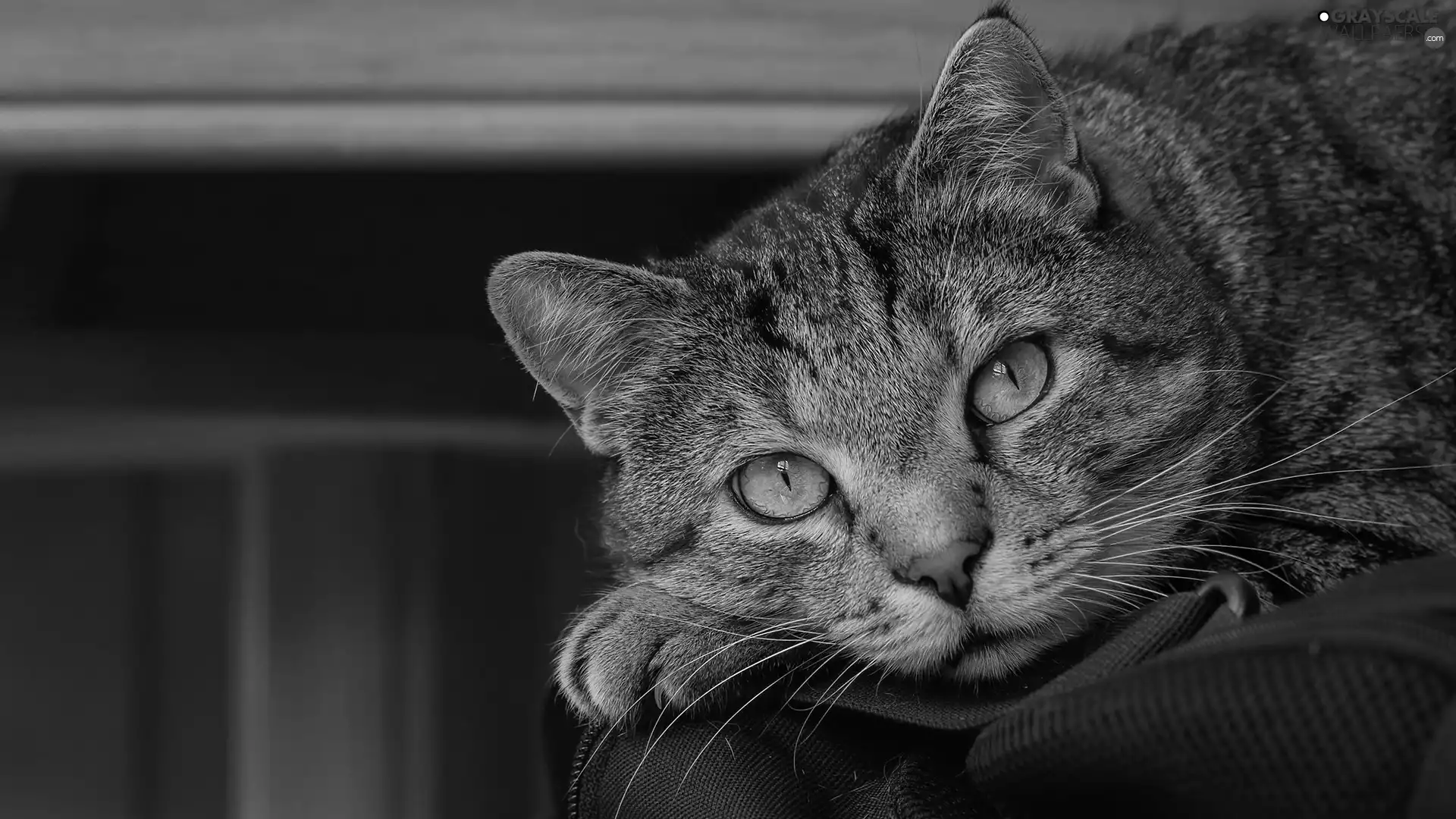 The look, rapprochement, cat, muzzle, dun
