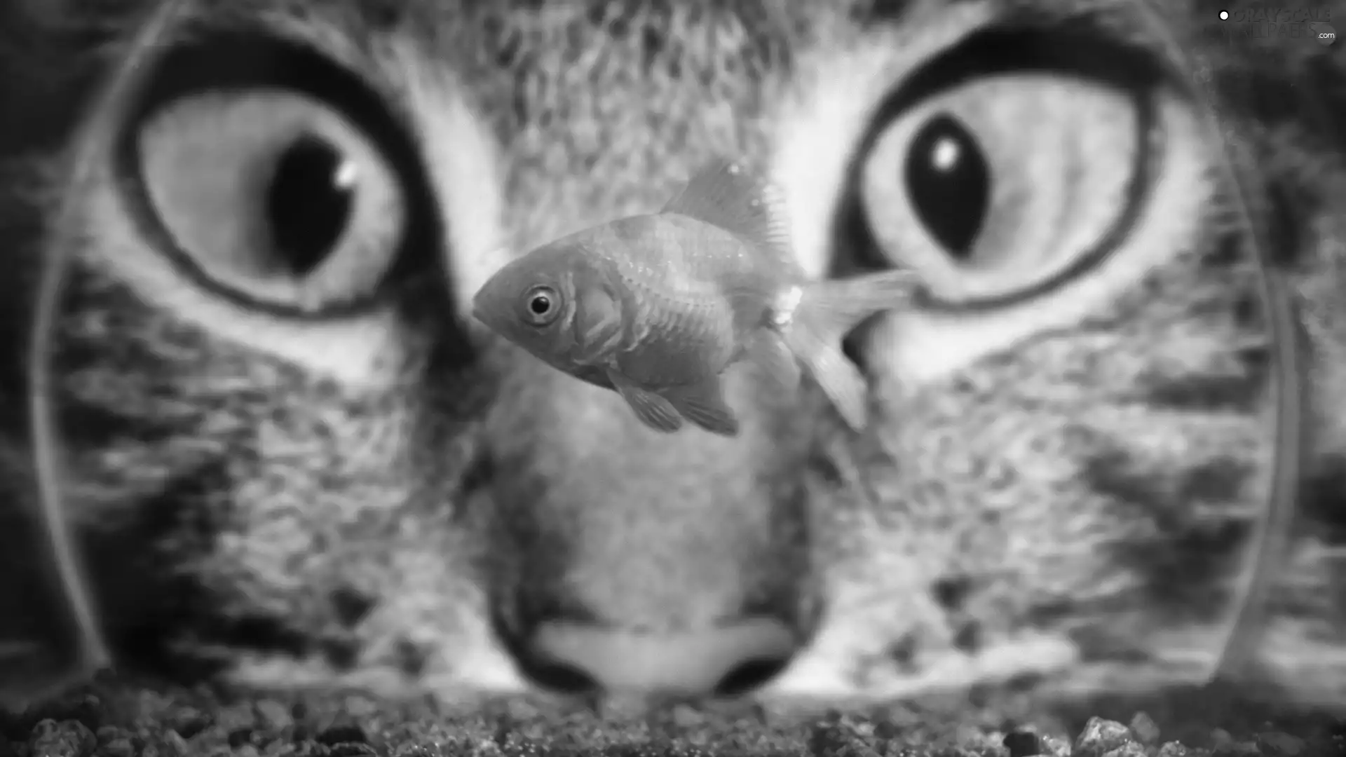 cat, Fish, Eyes