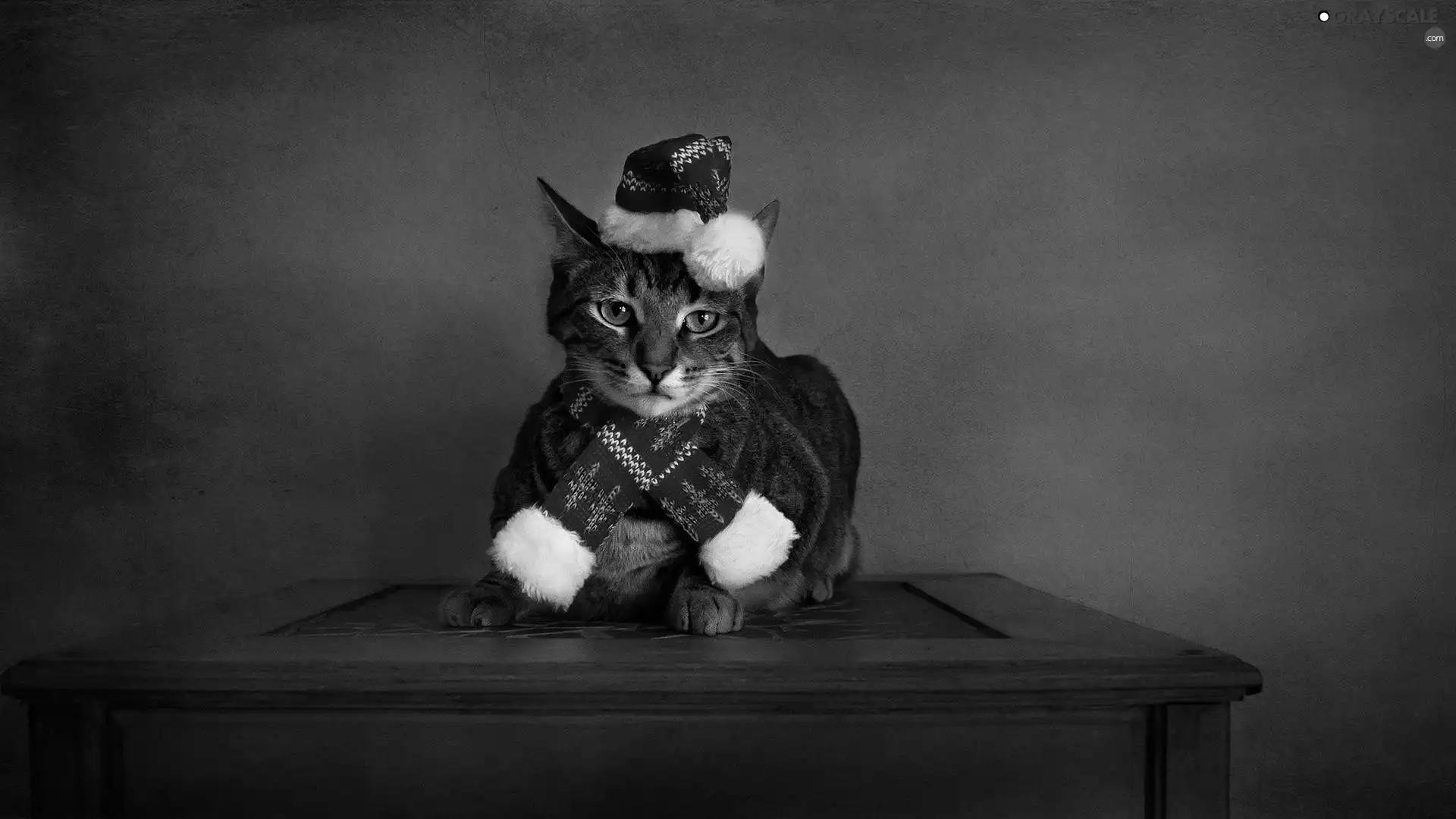 festive, cat