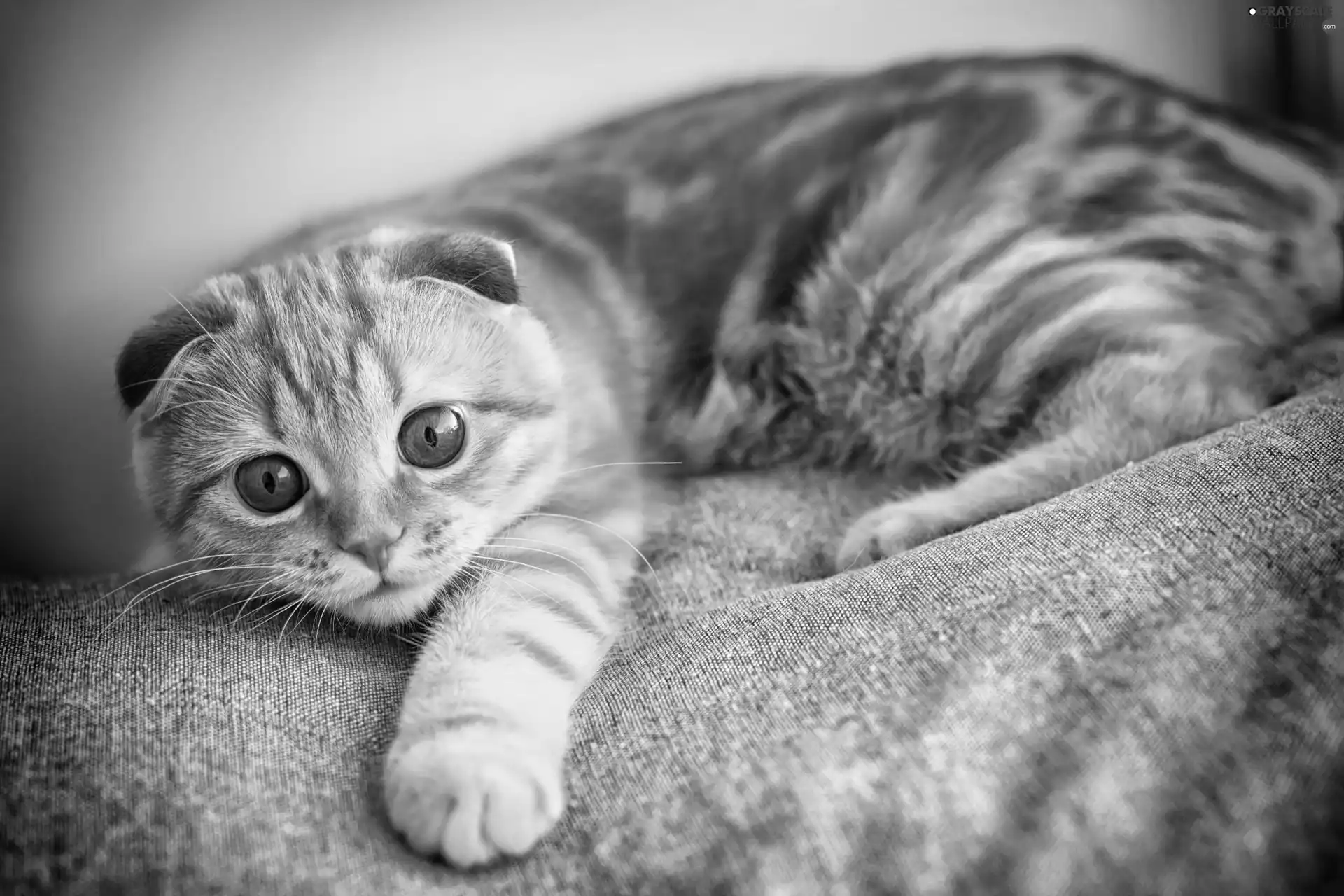 Scottish Fold, ginger, cat