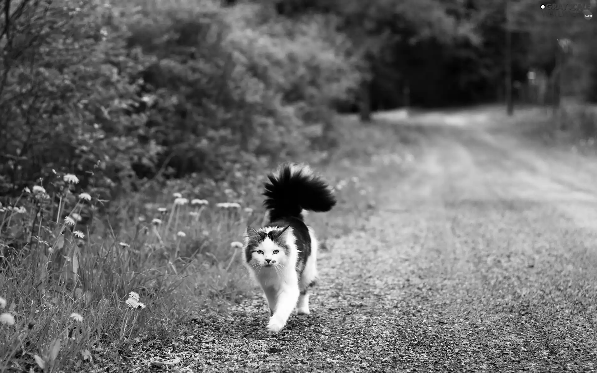 Black, white, cat, fluffy, Yellow, dandelions, forest, Way, tail