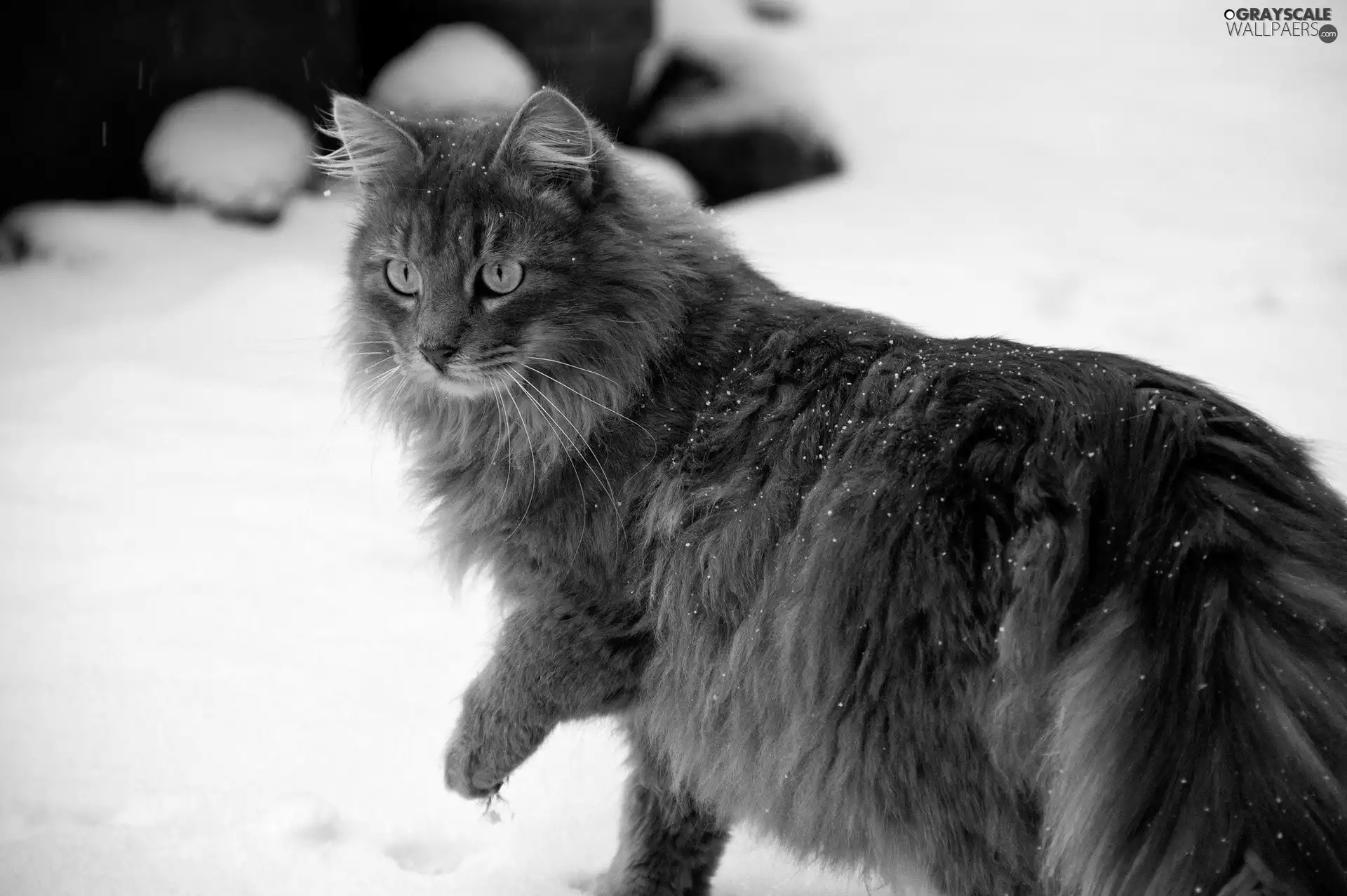 cat, winter, gazing