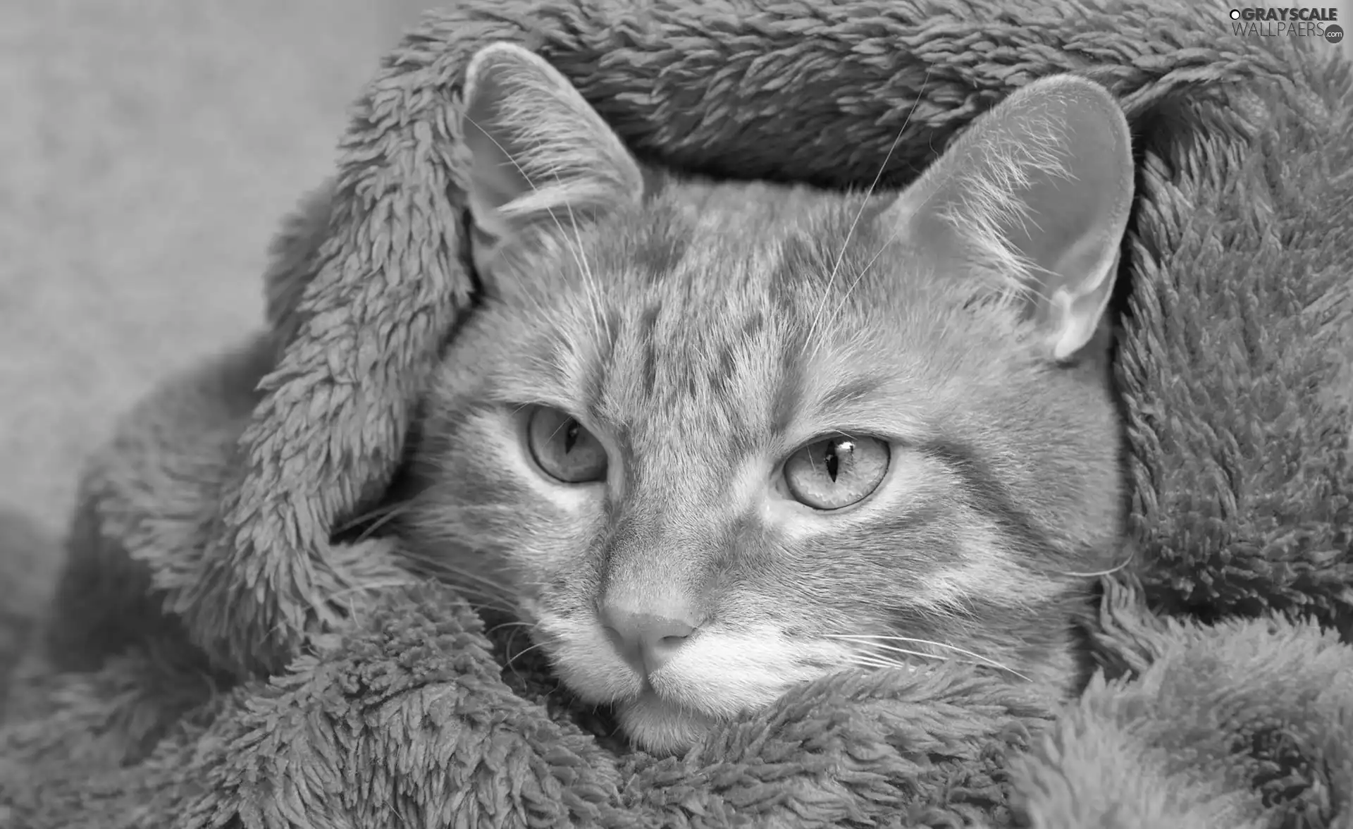 ginger, Orange, coverlet, cat