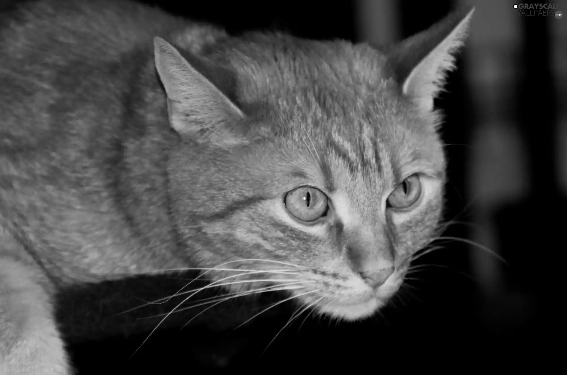 cat, gazing, ginger