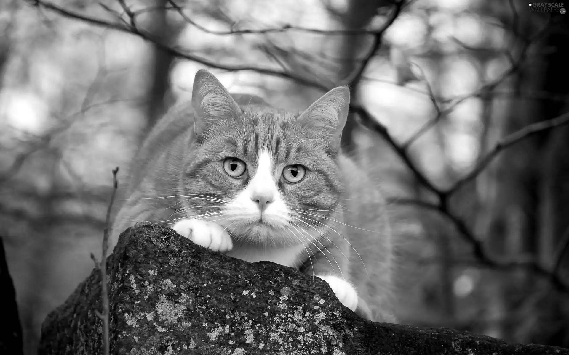 cat, lurking, ginger