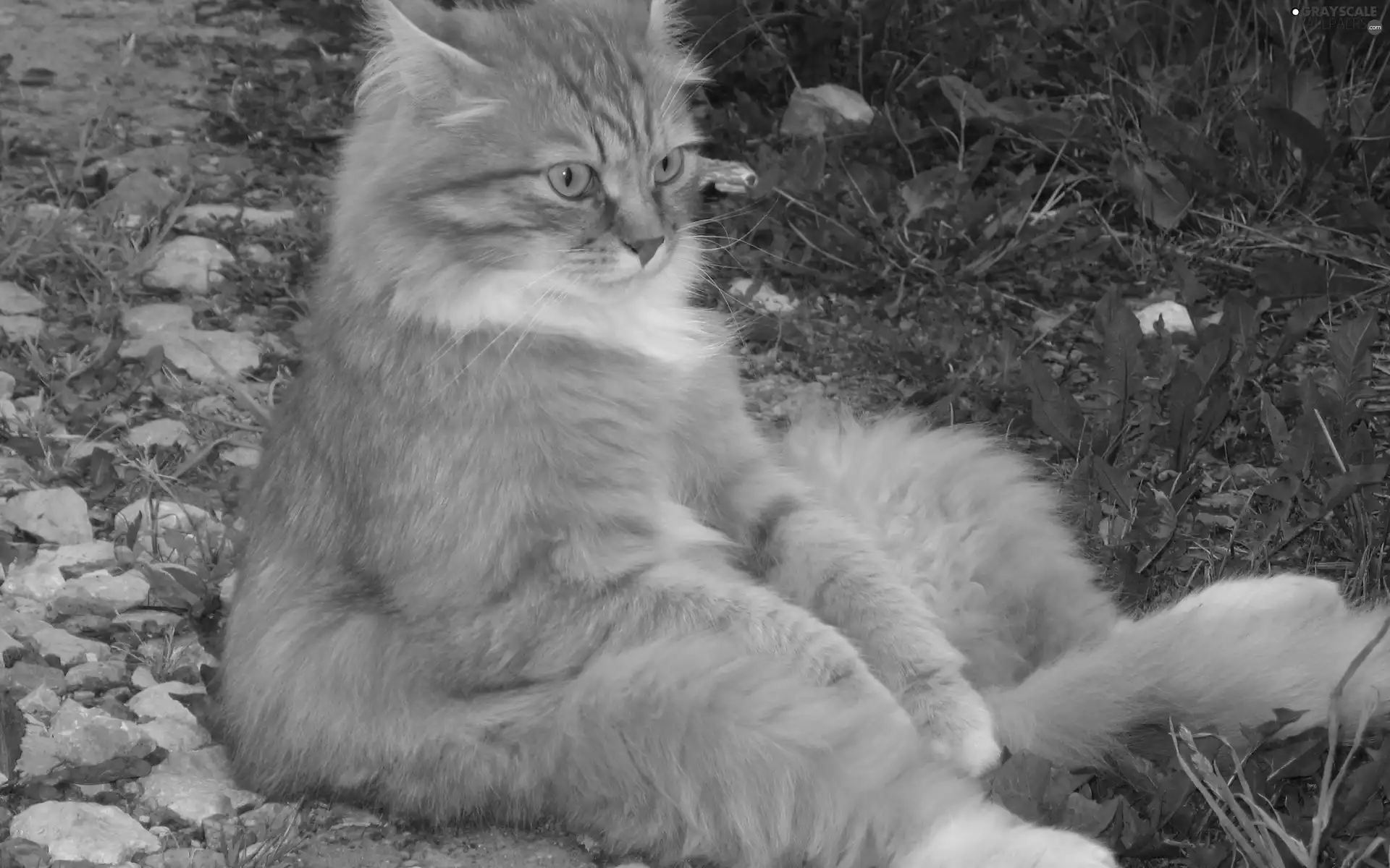 cat, sitter, ginger
