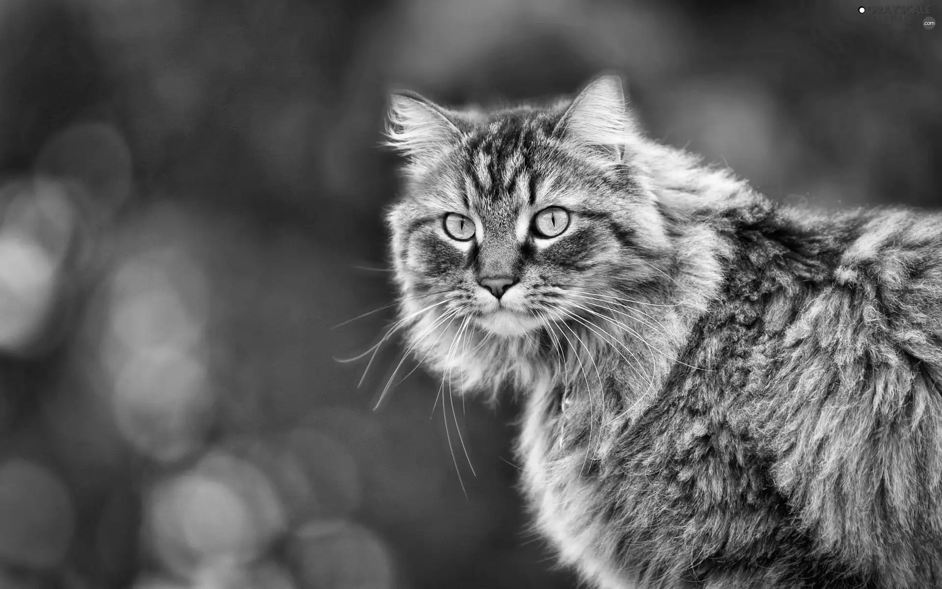 cat, Pstrokato, Gray