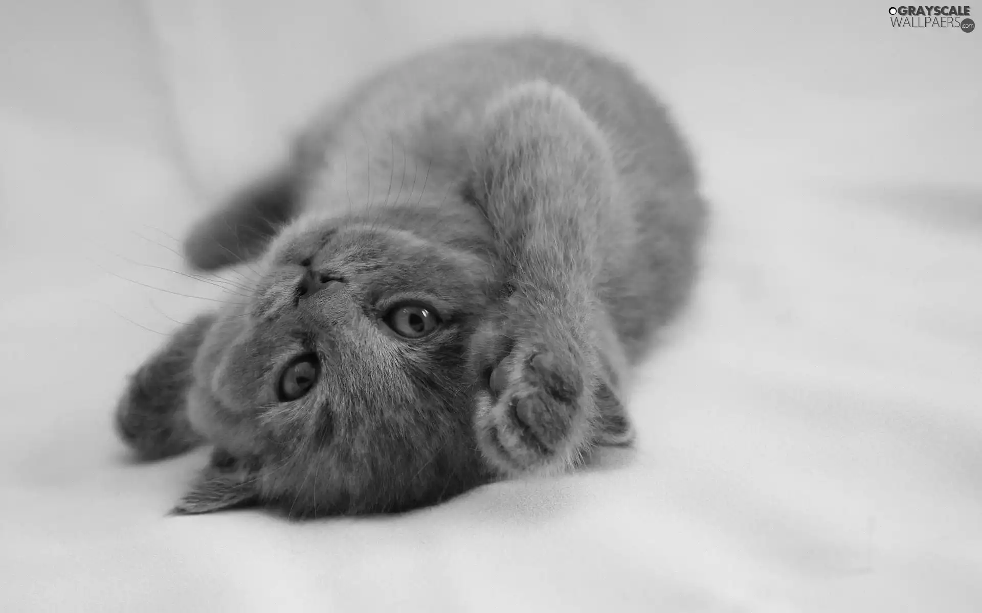 Gray, small, cat, lying