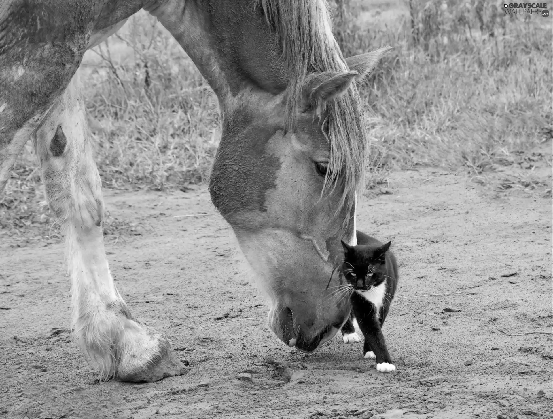 Horse, cat