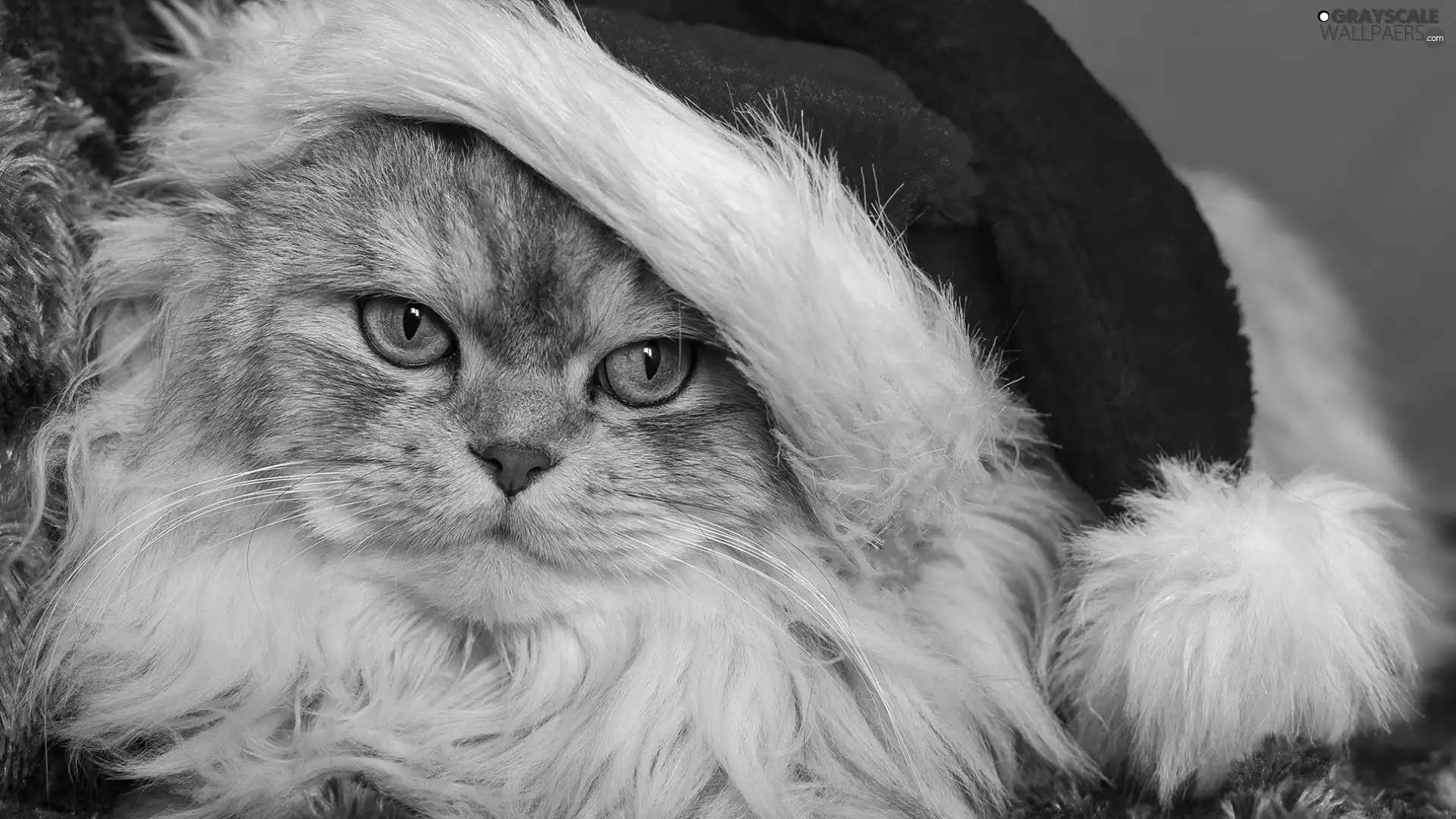 Longhaired, Hat, Nicholas, cat