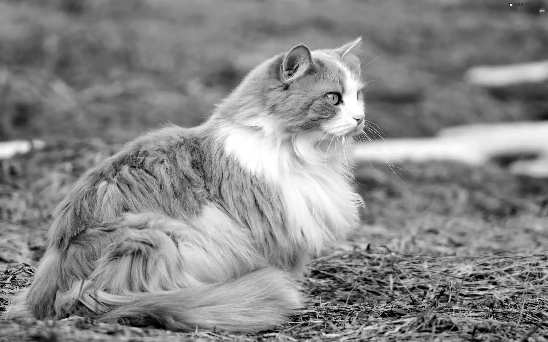 pretty, White, cat, russet