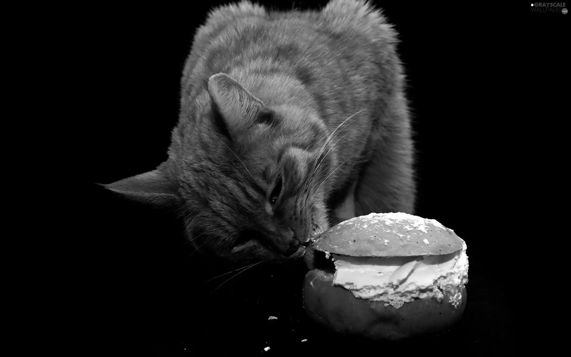 cat, cake, puff