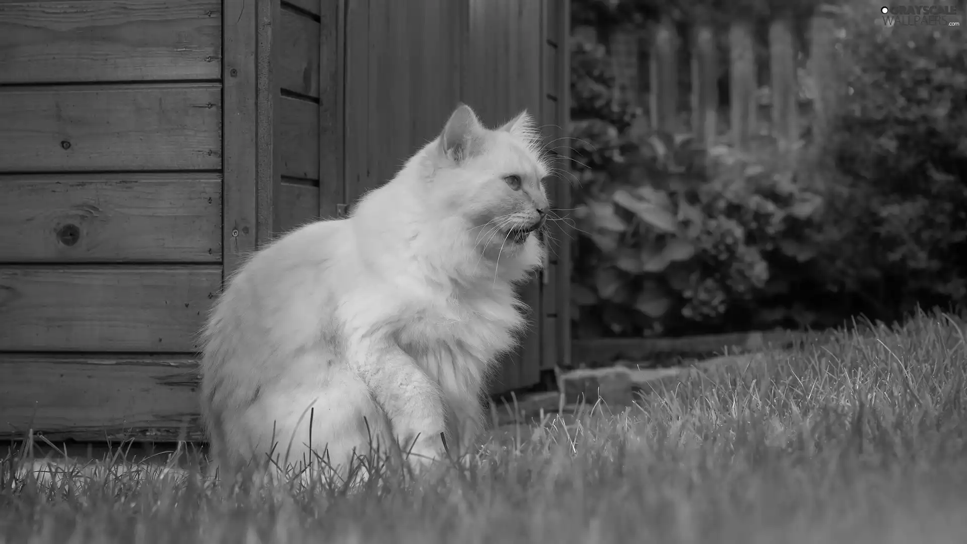 Reddish, alcove, Garden, cat