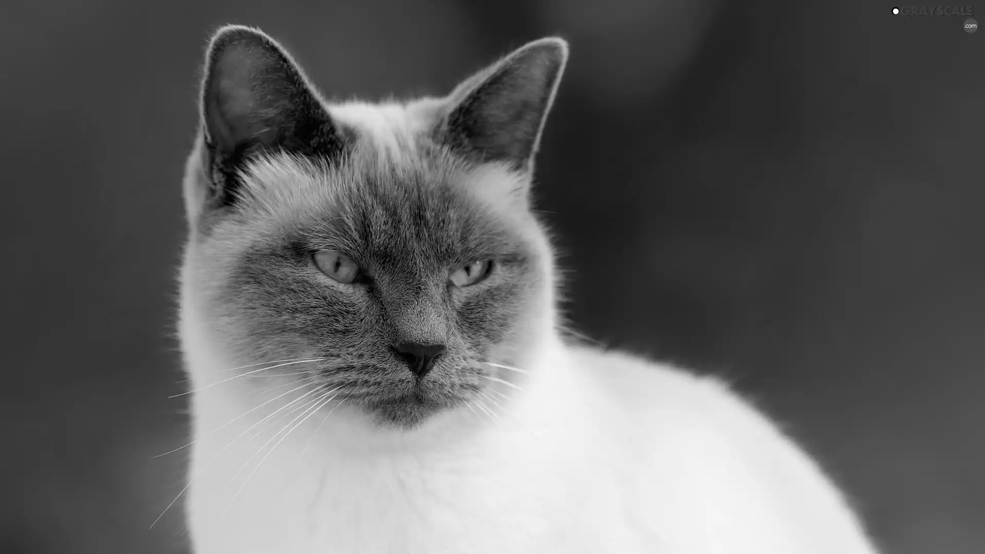 White, Siamese Cat