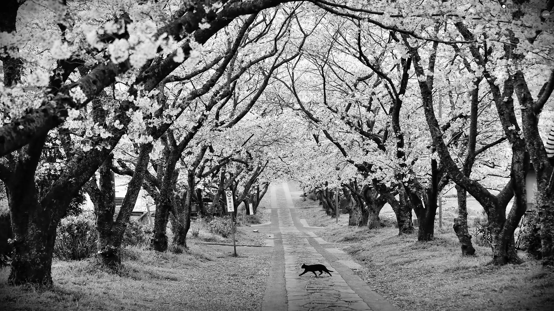 trees, Way, cat, Spring, viewes, flourishing