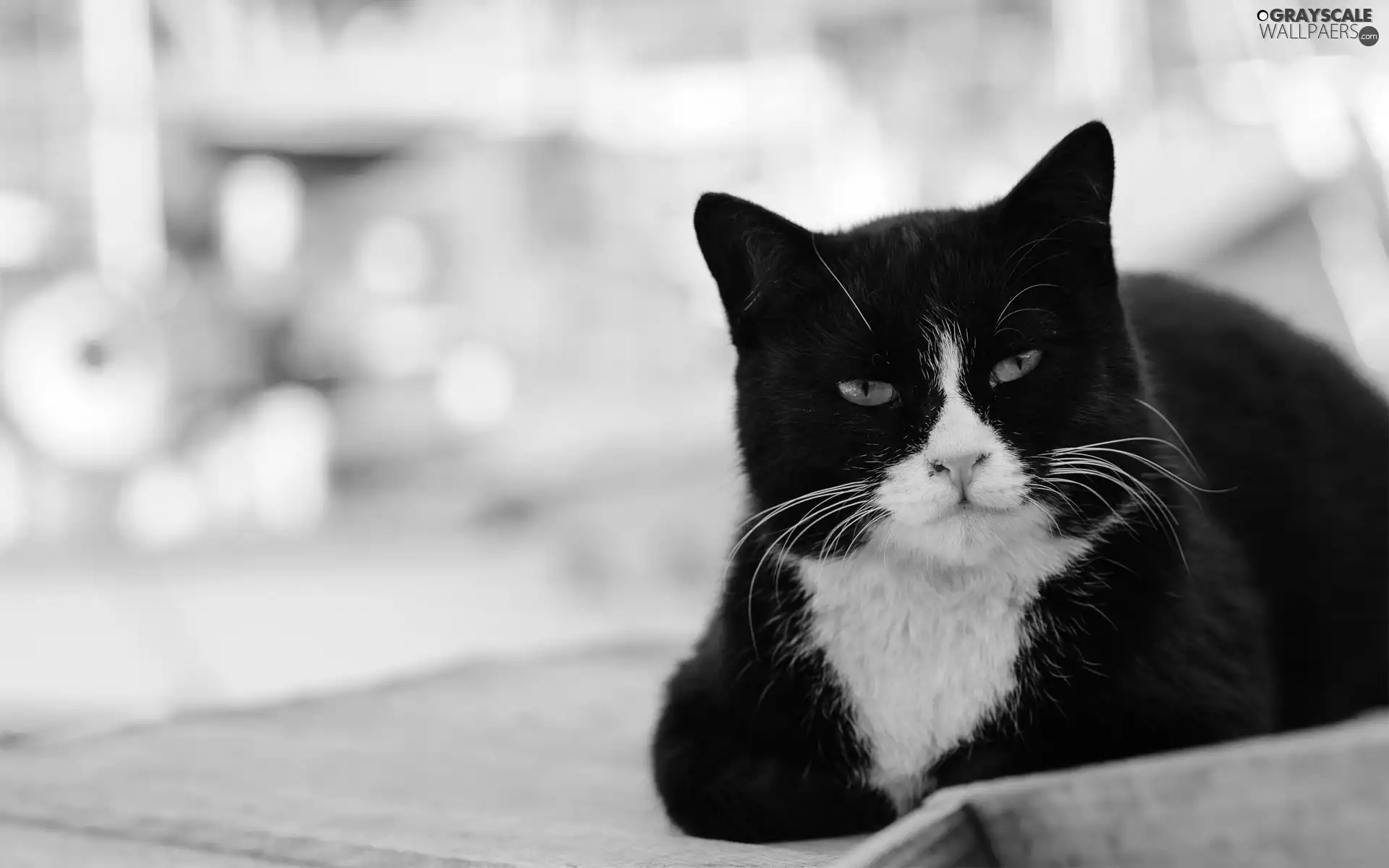 cat, black, White