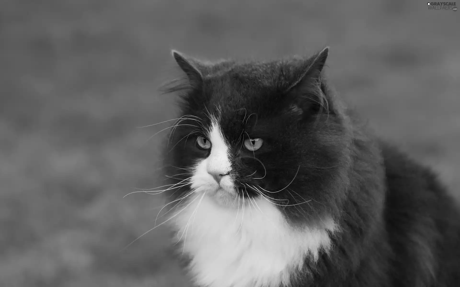 cat, brown, White