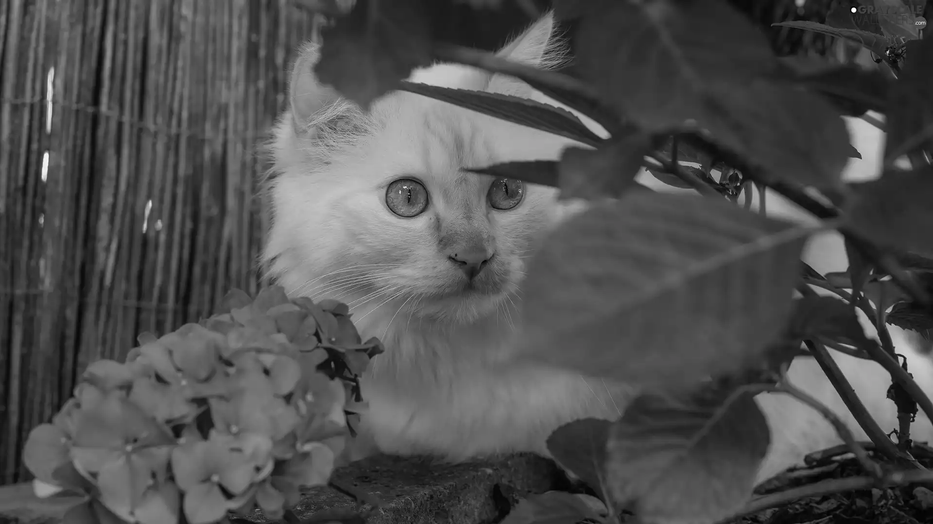 hydrangea, Leaf, white and red, Blue Eyed, cat