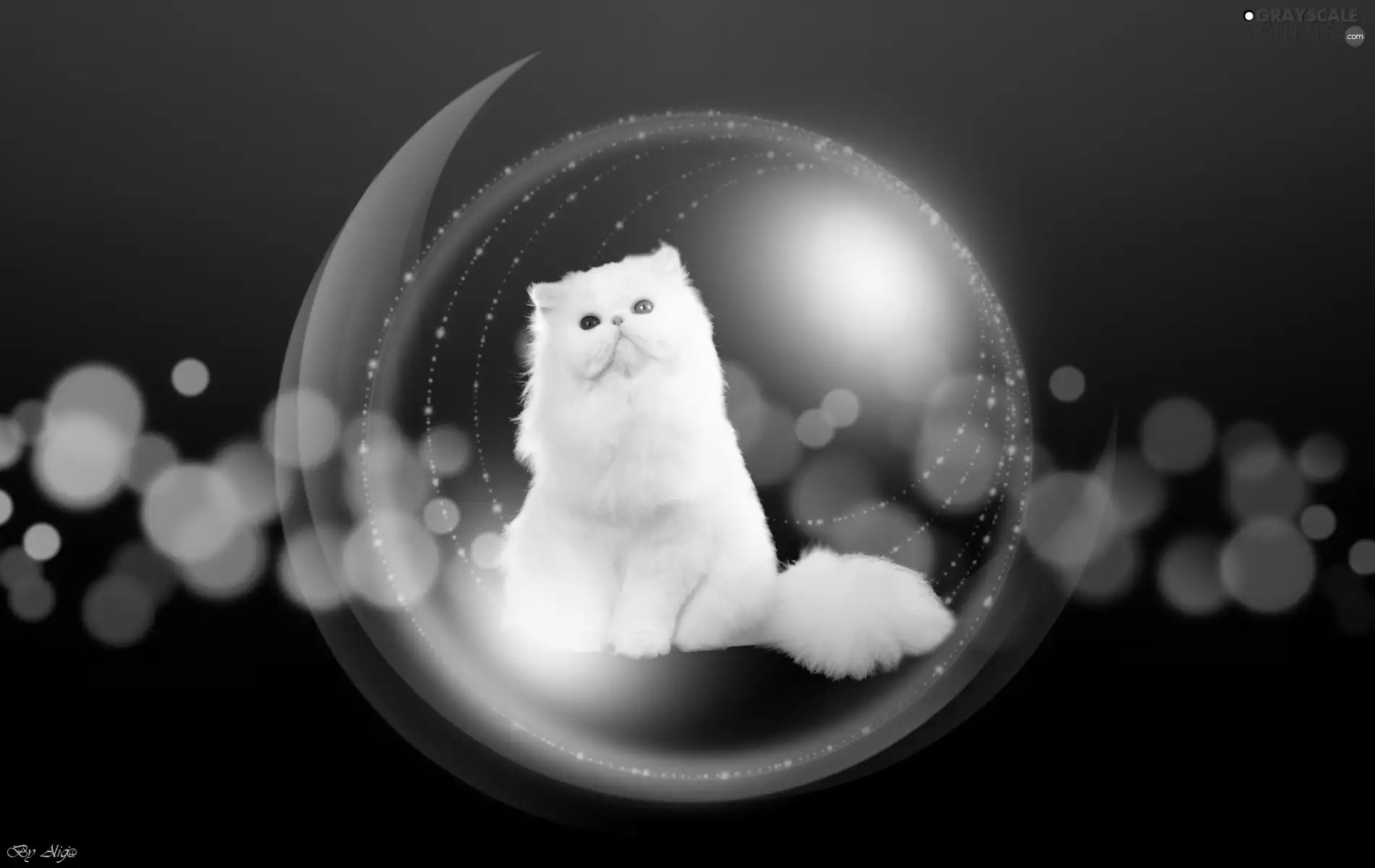 White, cat