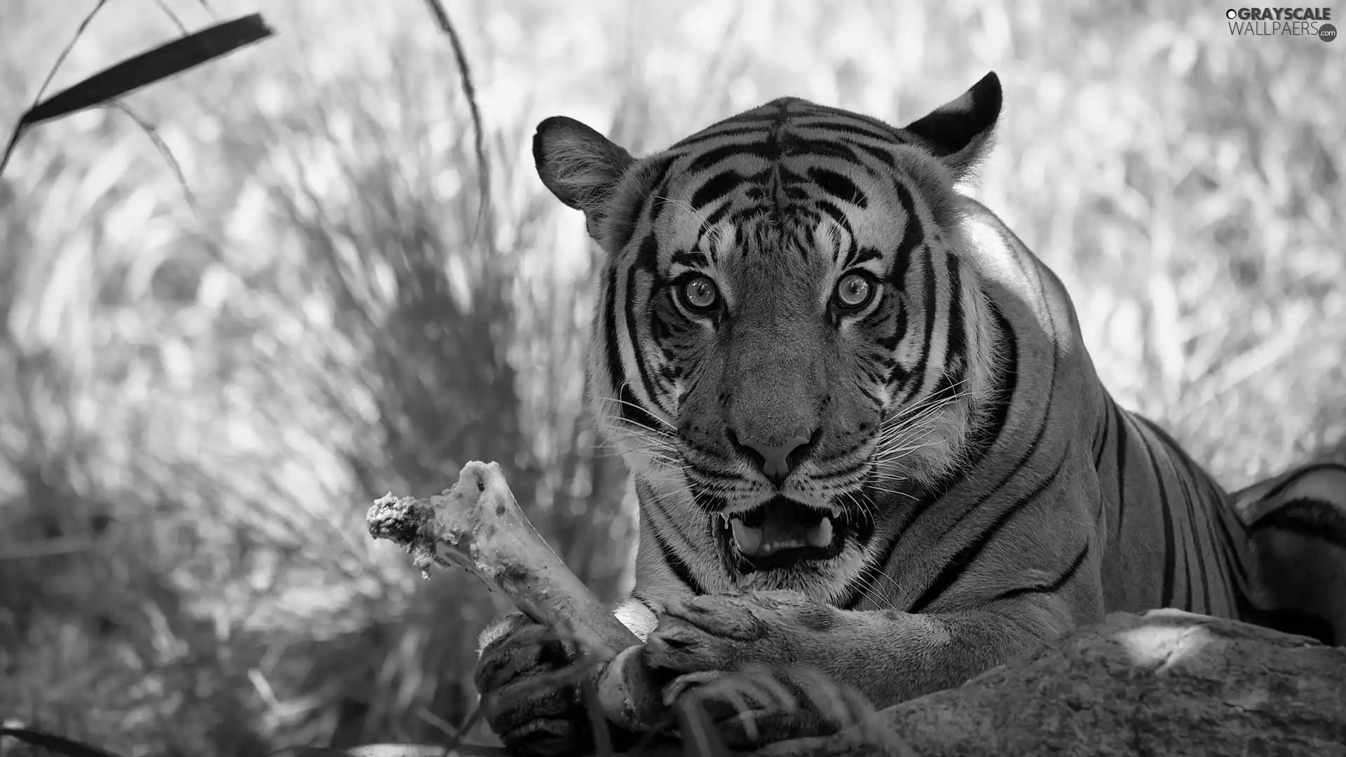 wild, tiger, bone, cat