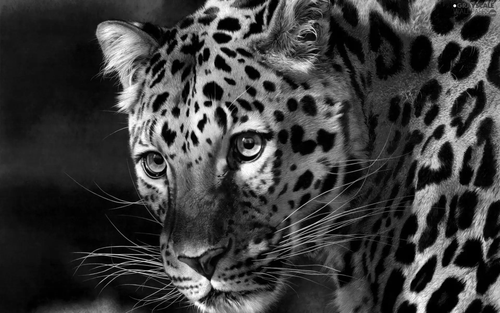 cat, Leopards, wild