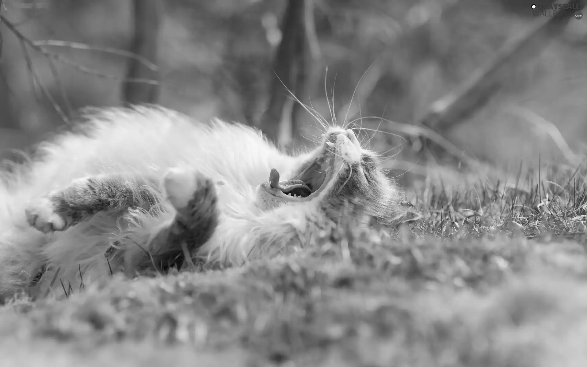 yawning, cat