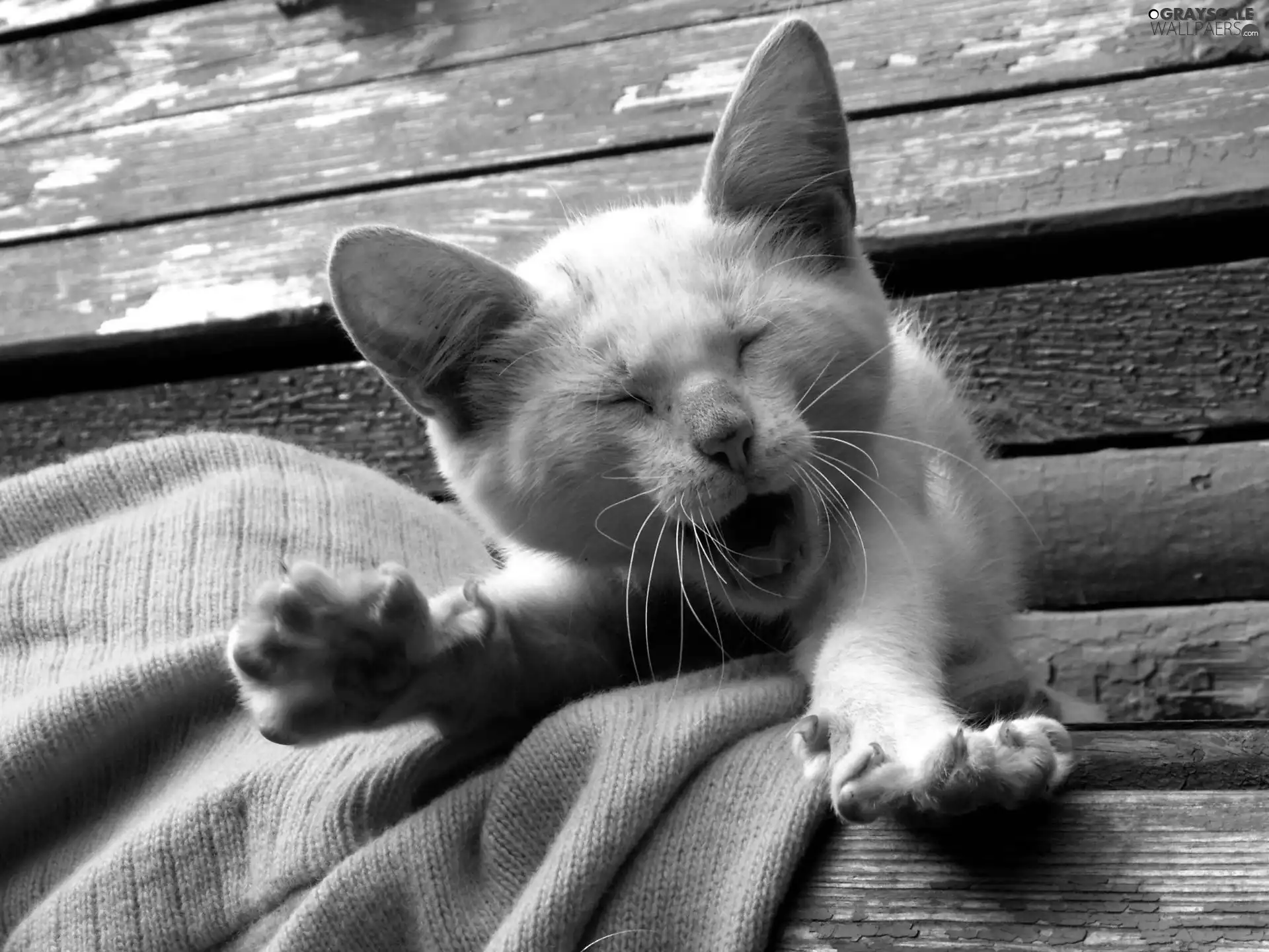 cat, small, yawning