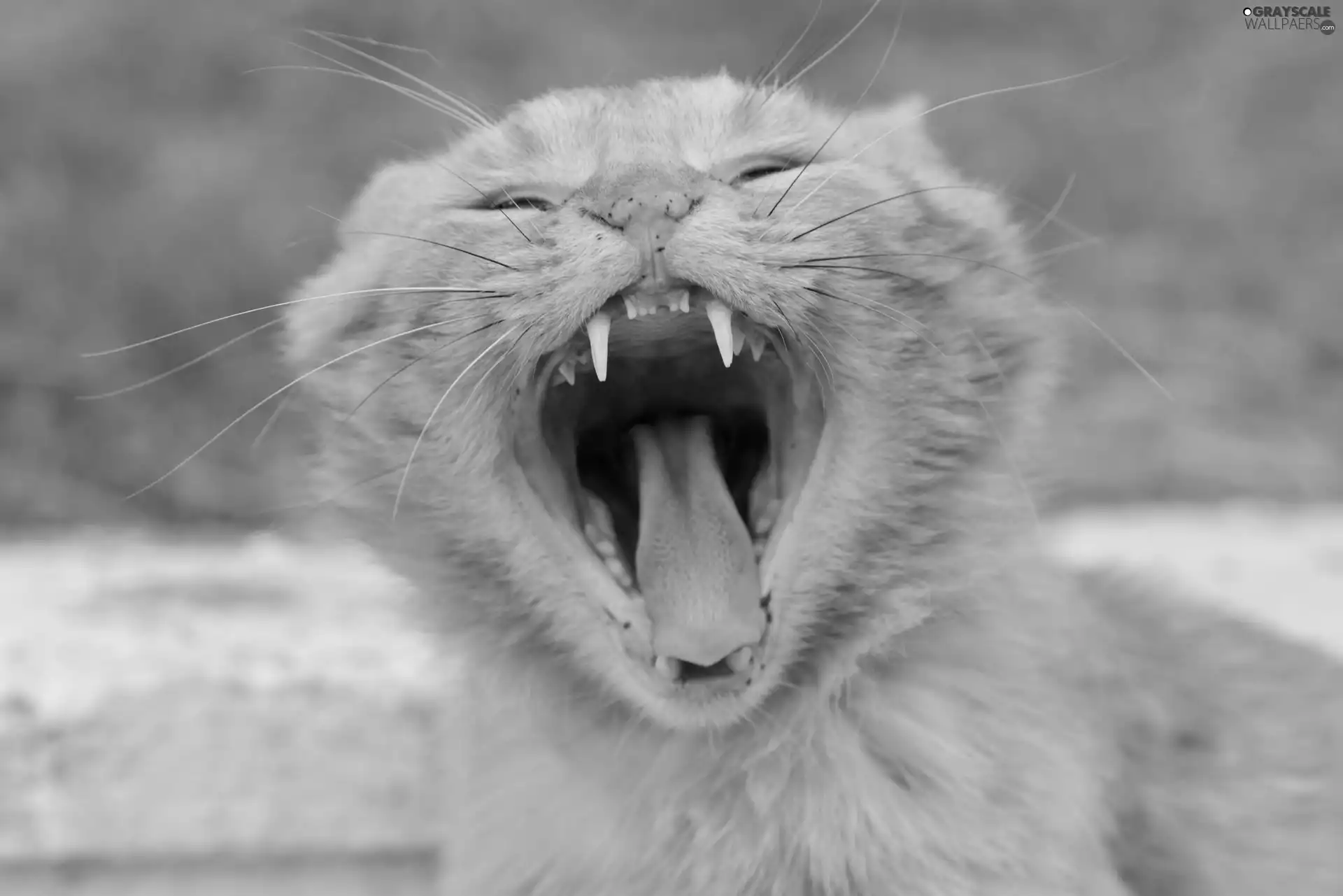 yawning, cat
