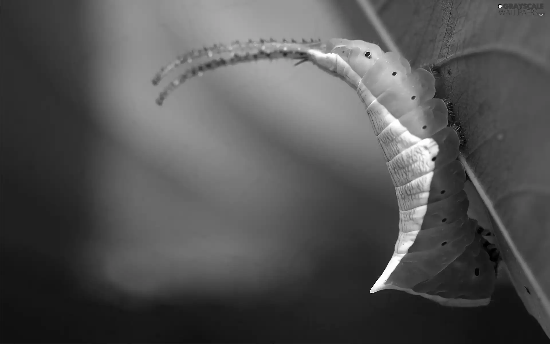 caterpillar, white, Green