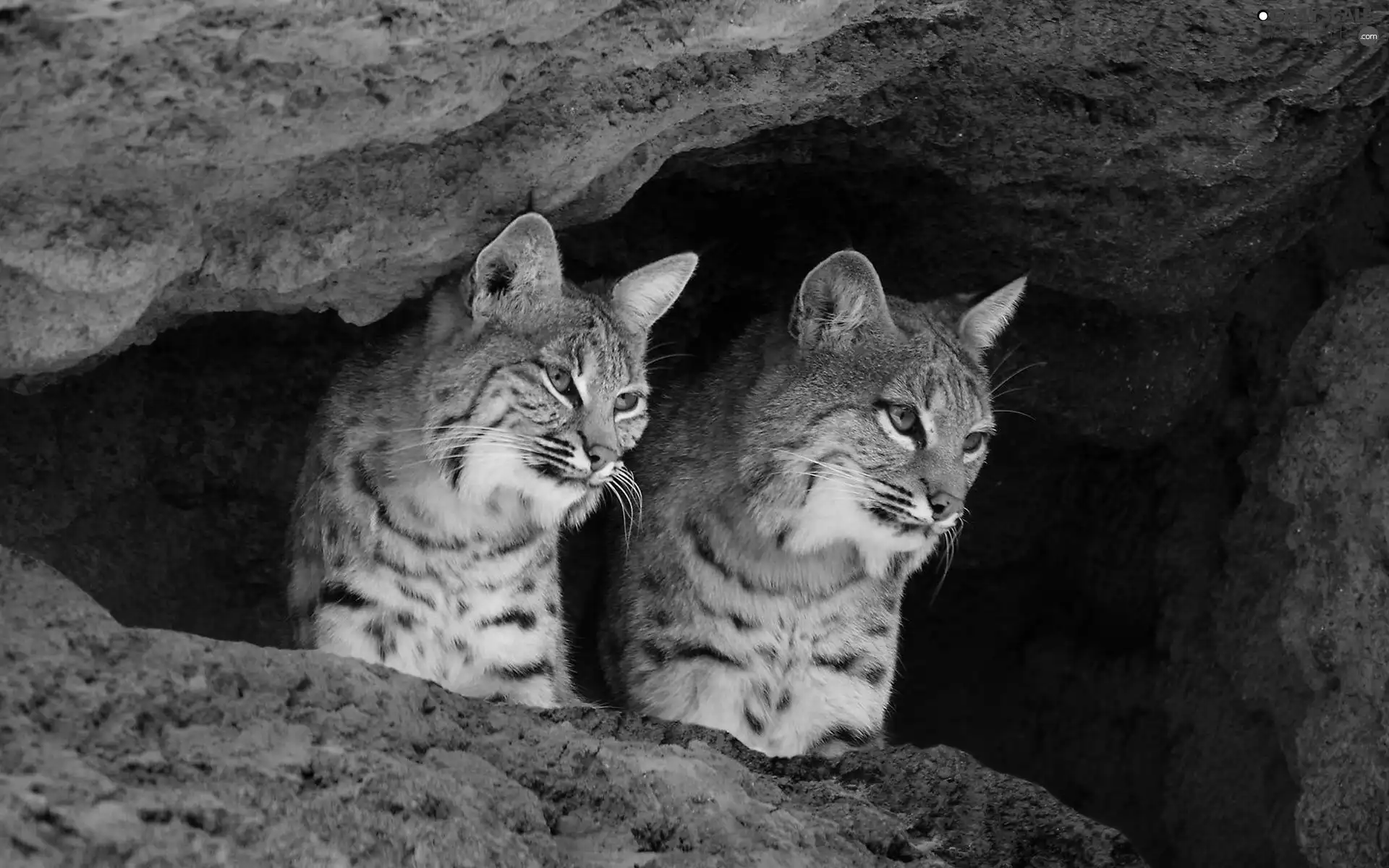 cave, lynx