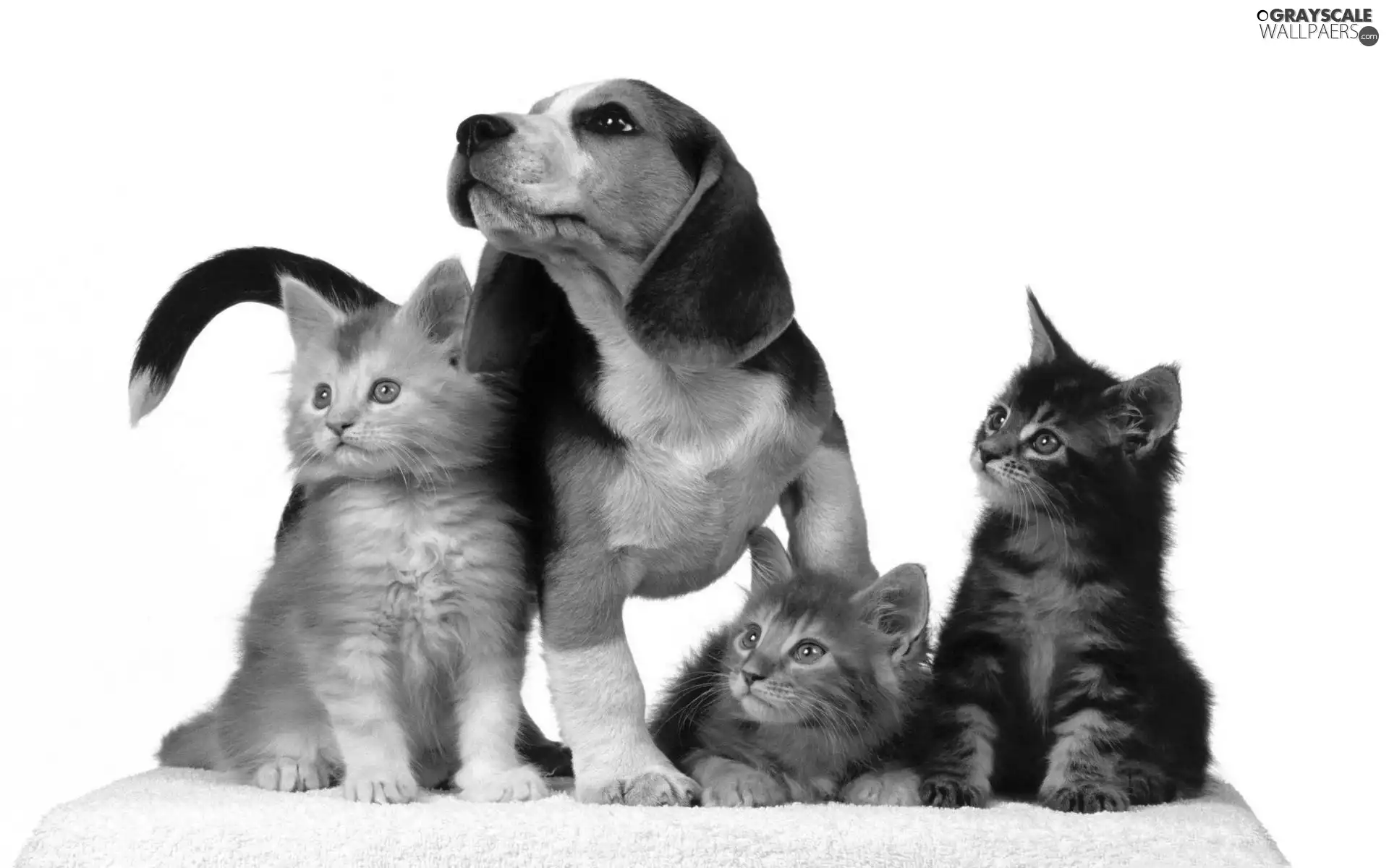 gazing, Three, cats, dog