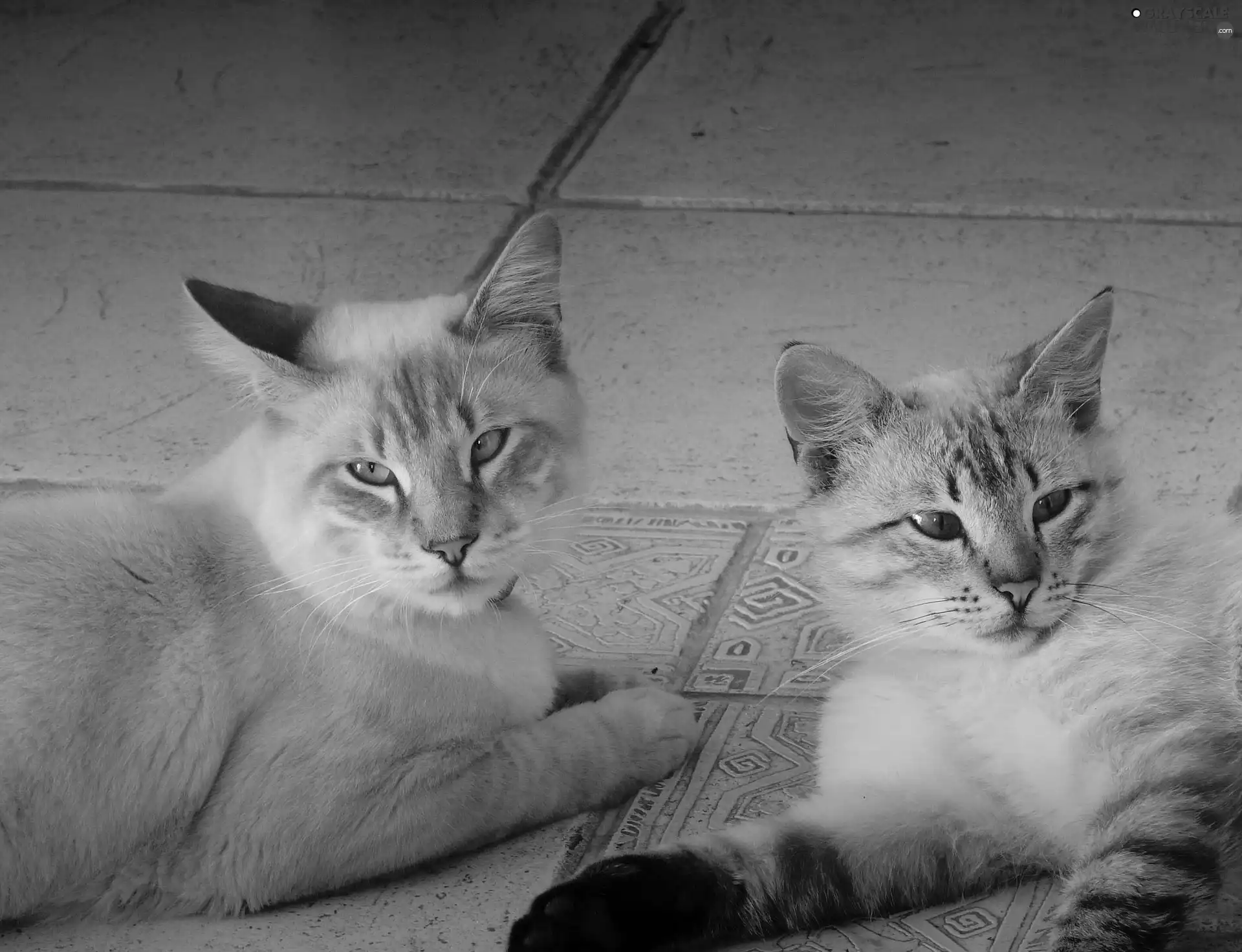 floor, Two cars, cats