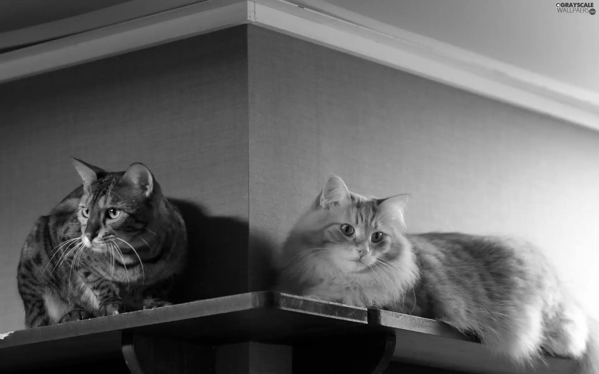 shelf, Two cars, cats