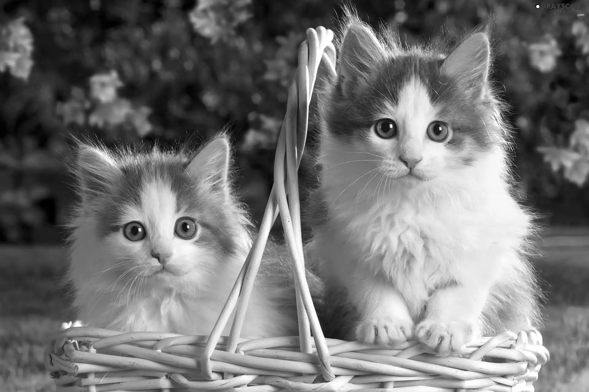 wicker, Two cars, cats, basket