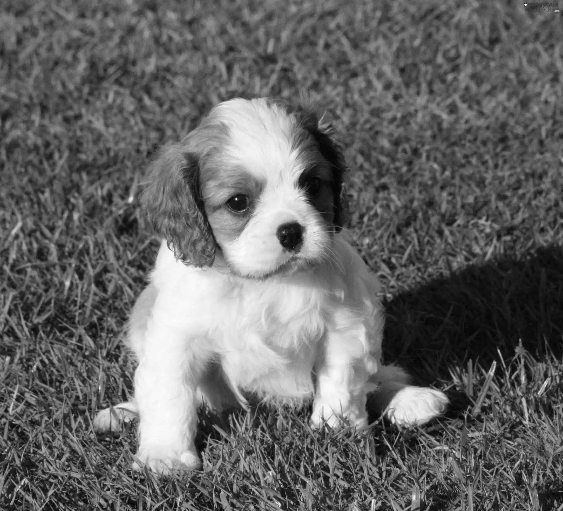 small, Cavalier King Charles spaniel