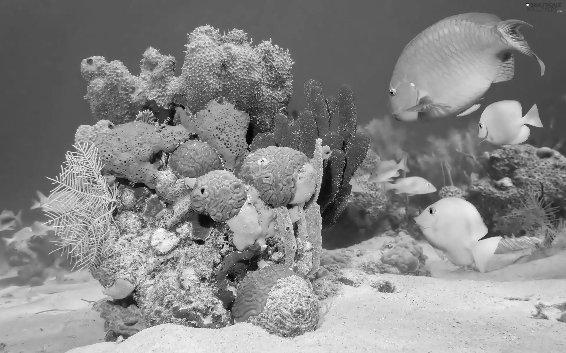 fish, Sea, cay, bottom