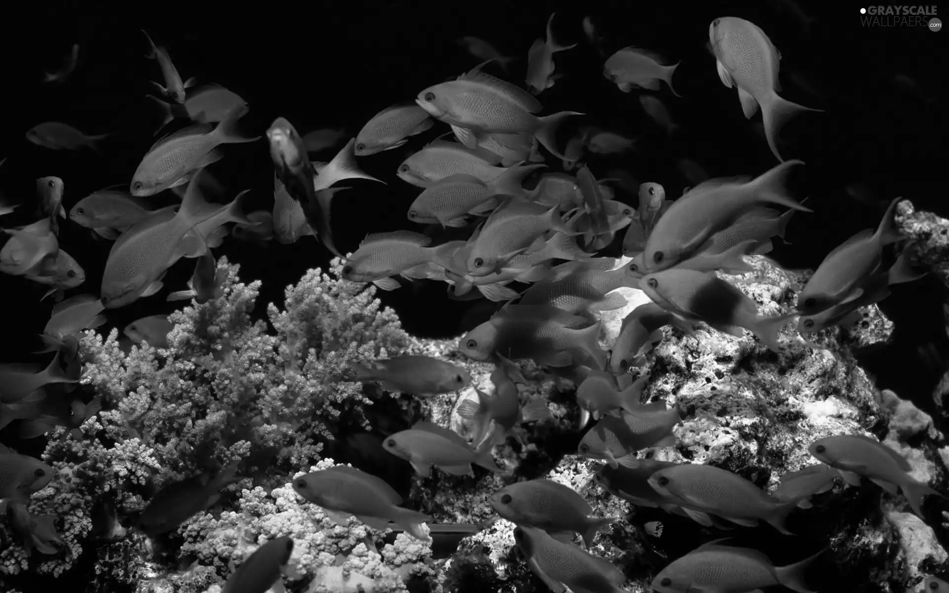 cay, shoal, fishes