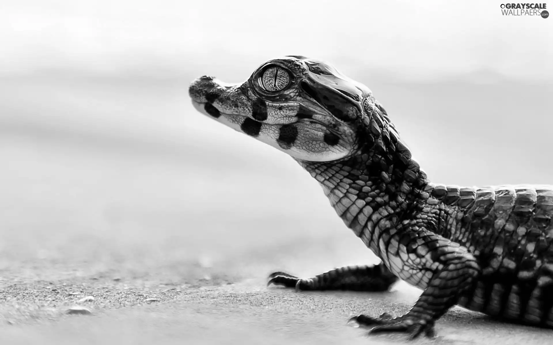 Little, cayman
