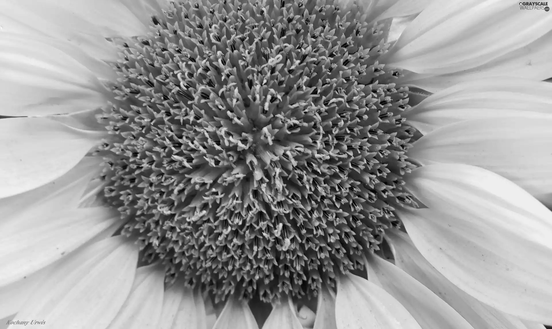Sunflower, Centre